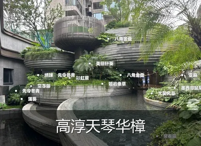 高淳天琴华樟